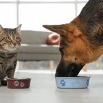 i-gatti-possono-essere-nutriti-con-cibo-per-cani-perche.webp.webp