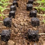 blocchi-primer-come-seminare-le-piantine-in-modo-ecologico-senza.webp.webp