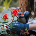 e-il-momento-migliore-per-recidere-le-rose-ecco-come.webp.webp