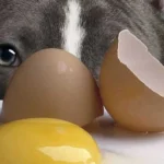 i-cani-possono-mangiare-le-uova-un-veterinario-ha-una.webp.webp