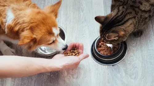 cibo per cani e gatti