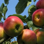 sono-state-nominate-le-varieta-di-mele-piu-dolci-e.webp.webp